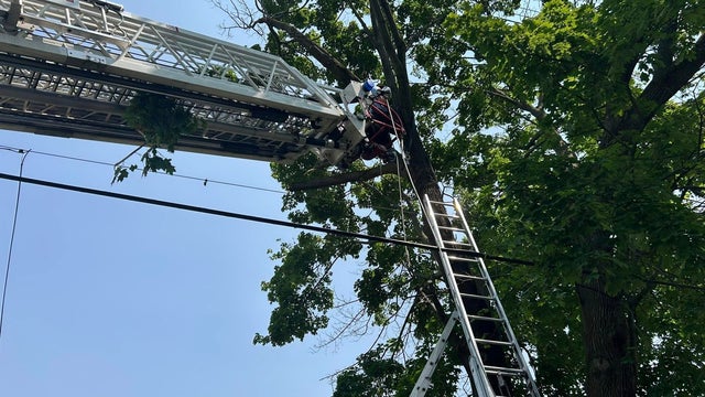 kdka-bloomfield-tree-rescue.jpg 