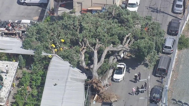 San Mateo tree down 
