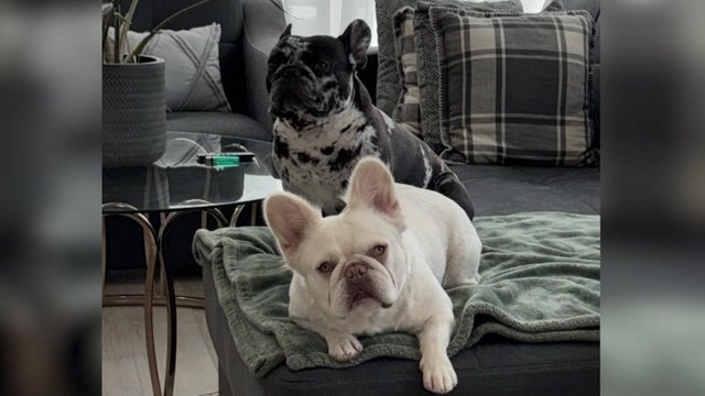 Cookie Monster and Pinky.