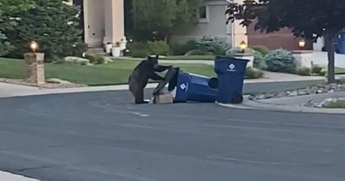 Bear spotted wandering through neighborhoods safely relocated 