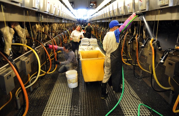 Employees at Galeton Dairy hook up cattle to the milking system, Friday, October 07, 2011, at the dairy in Eaton. Galeton Dairy will be one of the dairies supplying the milk for the new Leprino Foods cheese plant that is slated to open in Greeley in early
