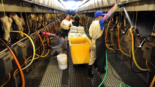 Employees at Galeton Dairy hook up cattle to the milking system, Friday, October 07, 2011, at the dairy in Eaton. Galeton Dairy will be one of the dairies supplying the milk for the new Leprino Foods cheese plant that is slated to open in Greeley in early 