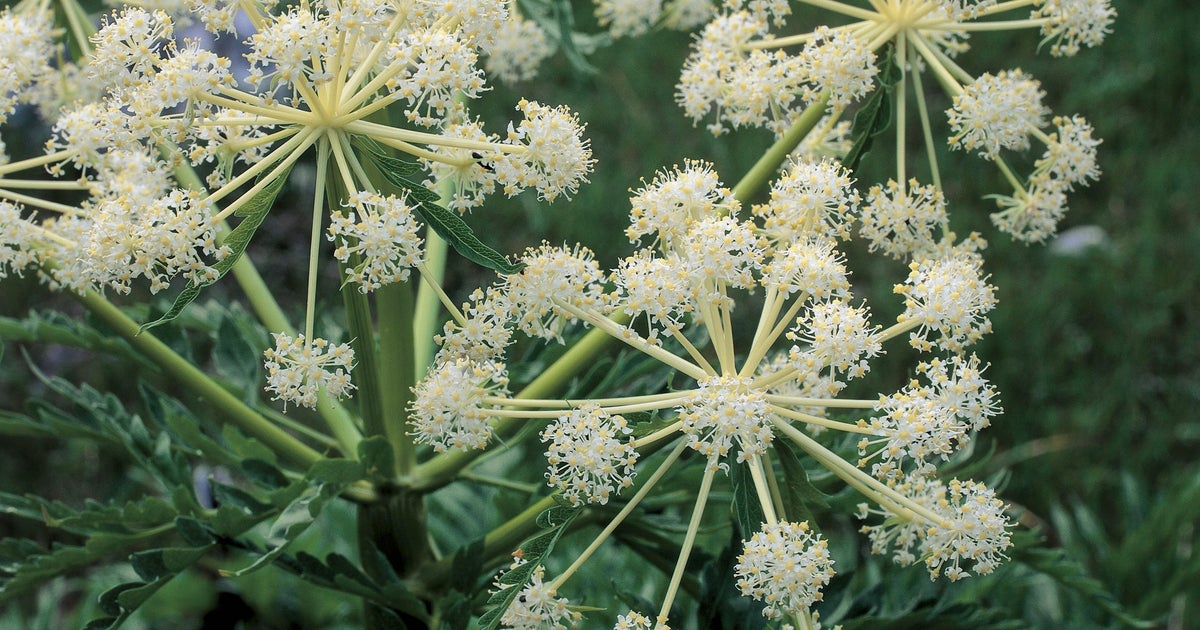 Extremely toxic plant capable of killing people or animals found along shore of White Rock Lake 