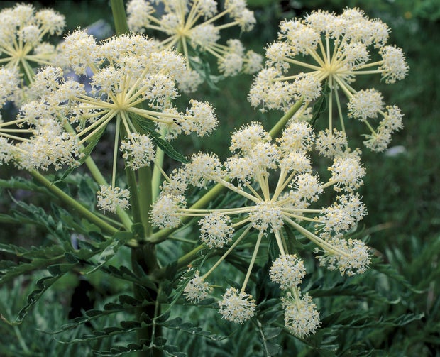 Close-up of flowers on Northern water hemlock plant (Cicuta virosa) 