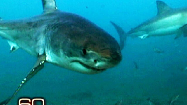 60-sharkman-724-1353399-640x360.jpg 