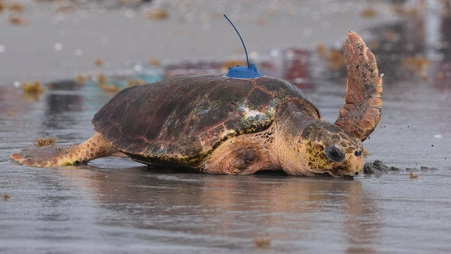 Turtle Release 