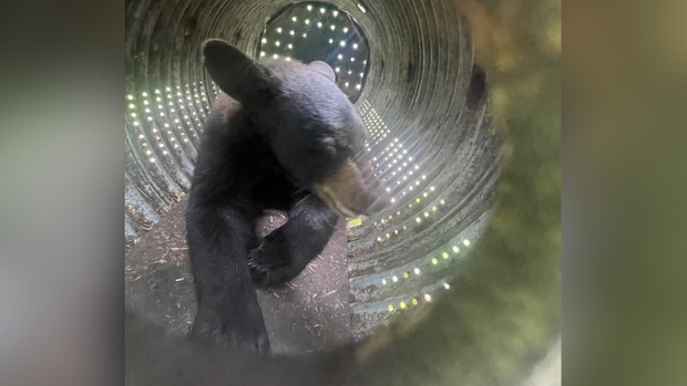 kdka-st-andrews-village-bear-2.png 