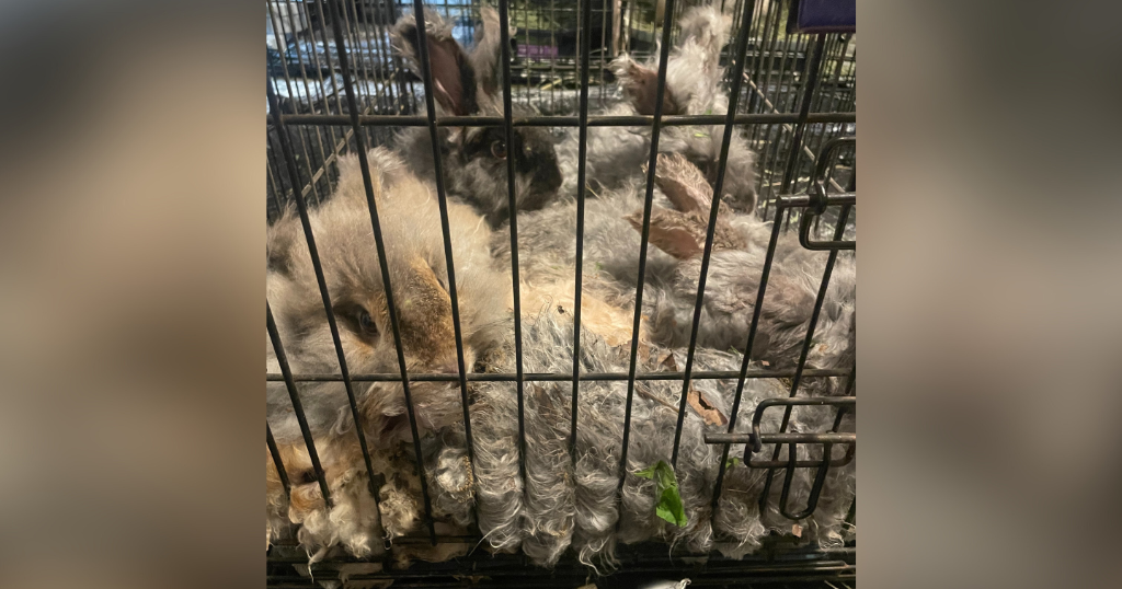 8 rabbits dumped, left to 8 rabbits dumped, left to