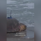 Dilly Dally the sea turtle released back into the ocean after flipper amputation