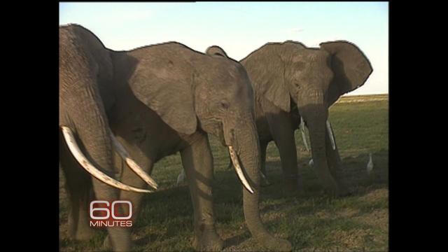 elephants-454746-640x360.jpg 