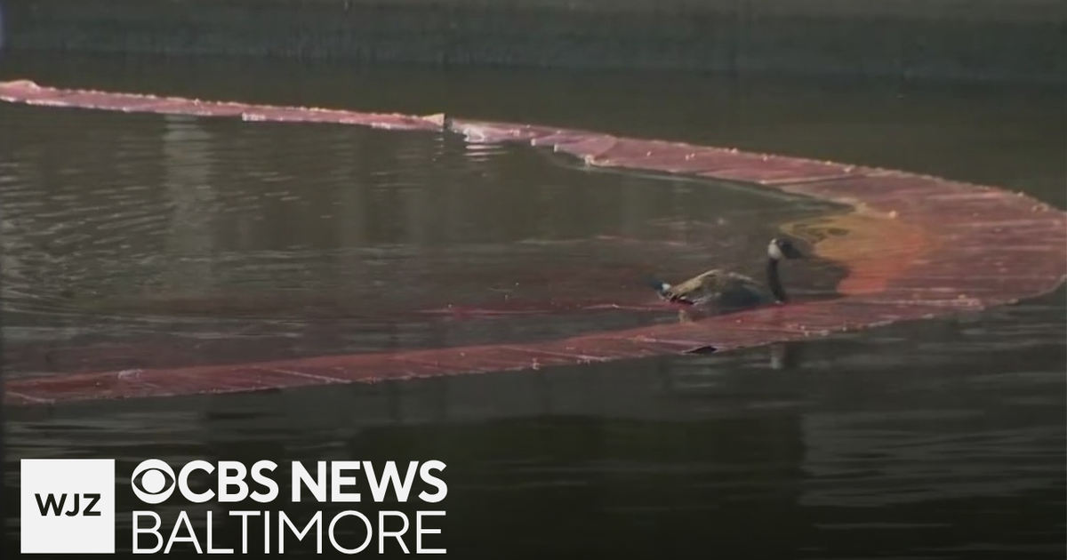 Baltimore fuel spill could have long-term impacts on animals, environment