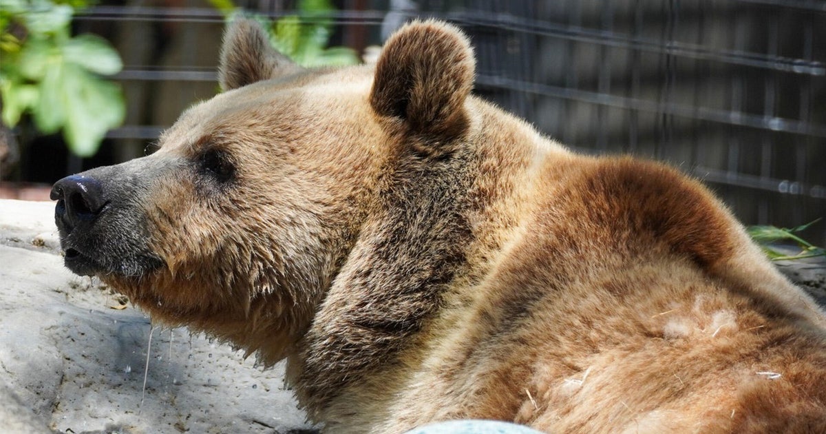 Folsom Zoo Sanctuary asks for public's help in naming its new bear 