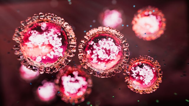 Measles morbillivirus structure 