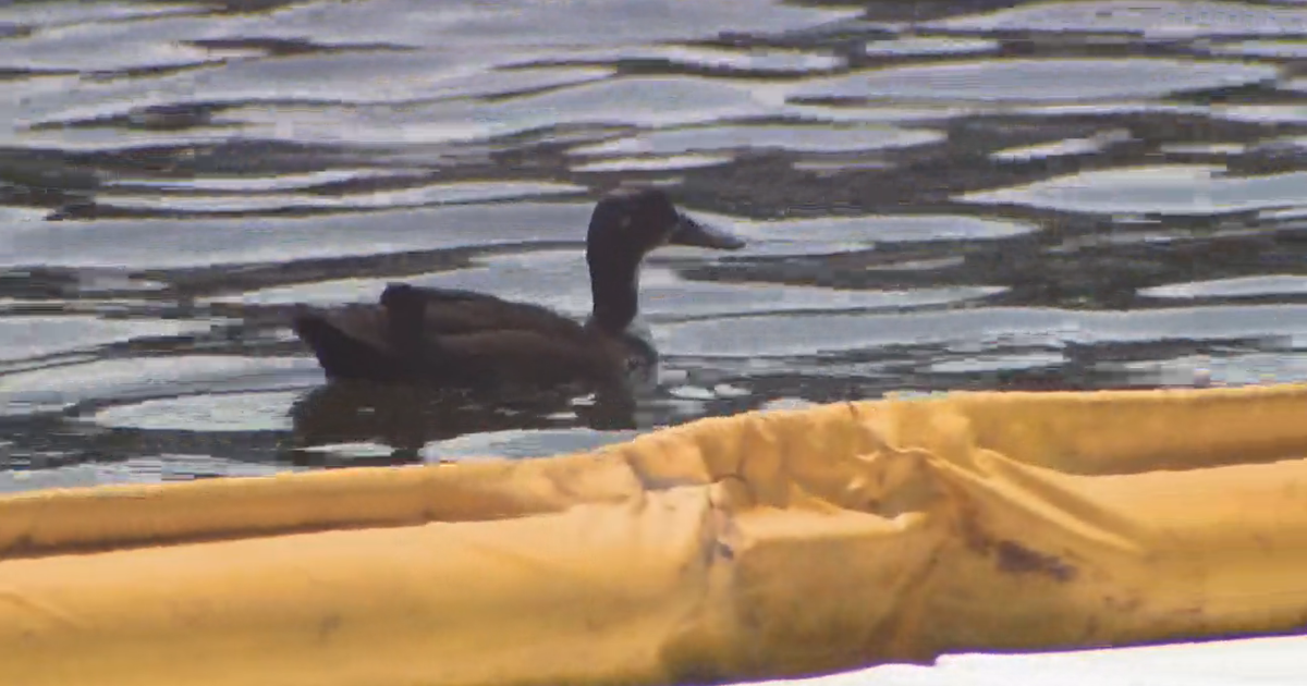 Johns Hopkins promises to pay to clean massive diesel fuel spill in Baltimore harbor 
