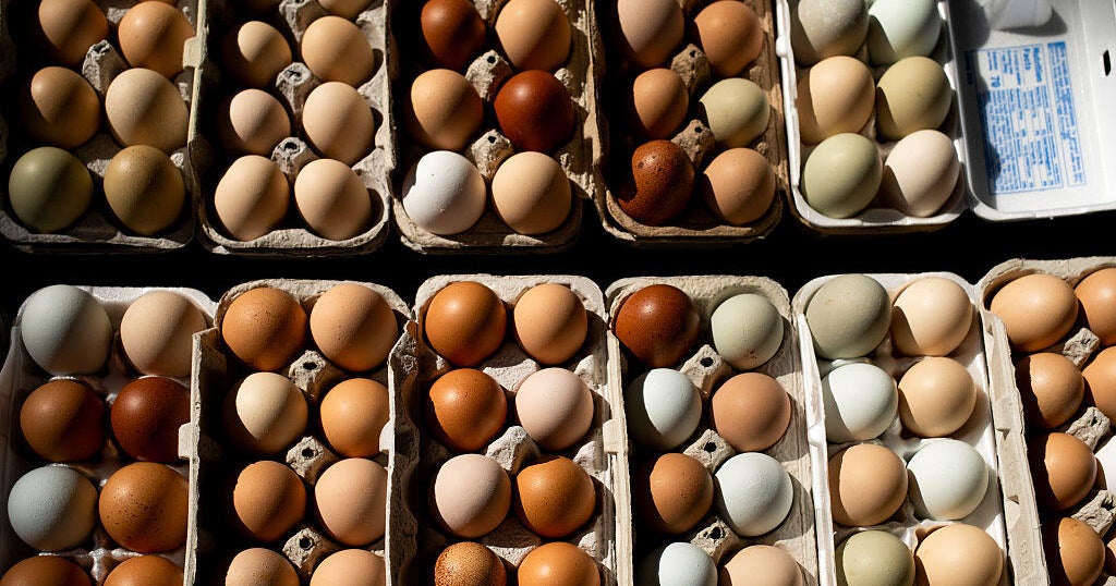 Salmonella outbreak, which is bound with eggs Salmonella outbreak, which is bound with eggs