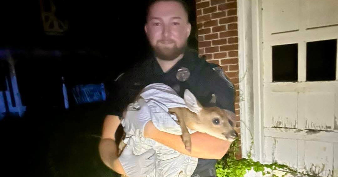 Officer rescues baby deer found on Ludlow road 