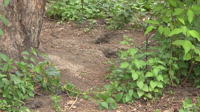 dean-park-rats.png 