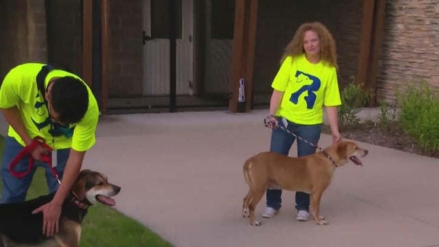 lemonade-and-leashes.jpg 