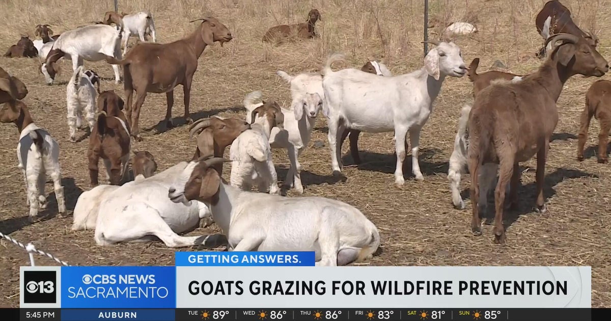 How grazing goats are crucial for Sacramento fire prevention