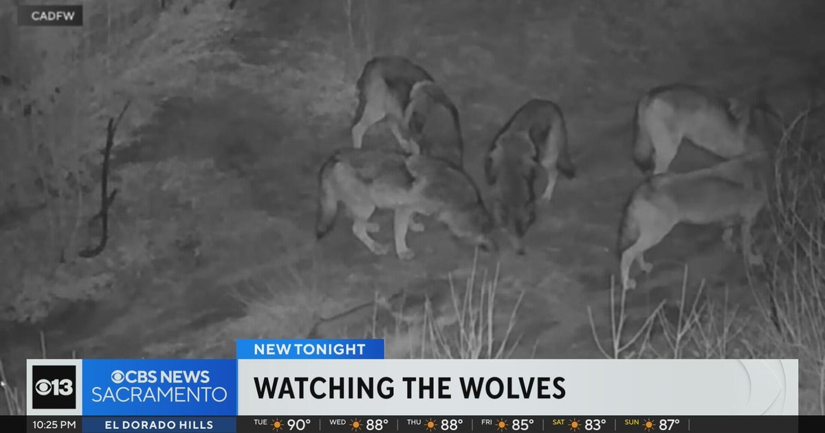 New California strike team aims to mitigate wolf attacks on livestock