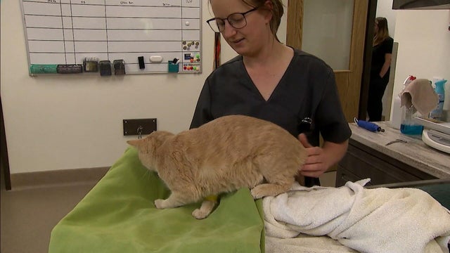 cat.jpg 