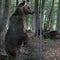 Hiker dies after bear knocks him into 2,600-foot ravine