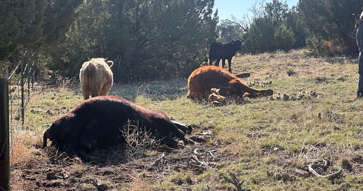 Mysterious deaths of cattle frustrate rancher, authorities 