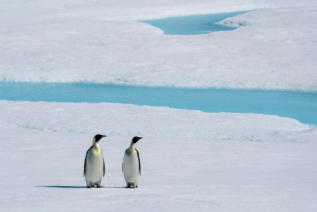 Emperor penguin pair on sea ice 