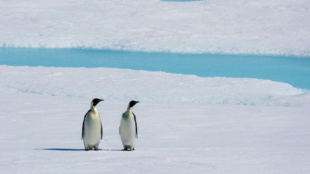 Emperor penguin pair on sea ice 