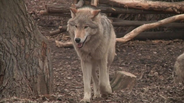 for-web-grey-wolf.jpg 