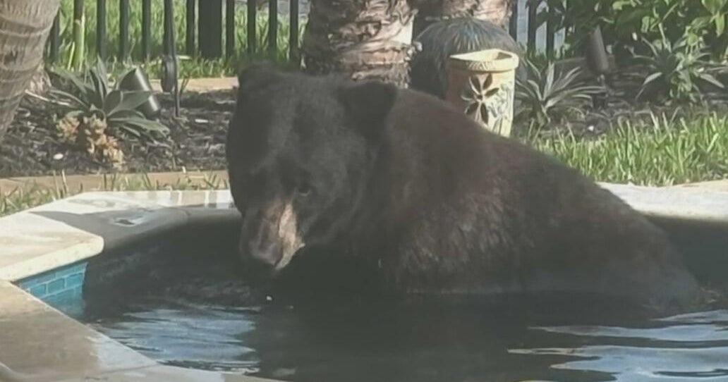 Black bear caught on camera taking a dip in Florida home’s hot tub