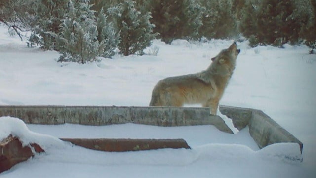 c5-eoa-evans-eoa-gray-wolves-final-frame-637.jpg 