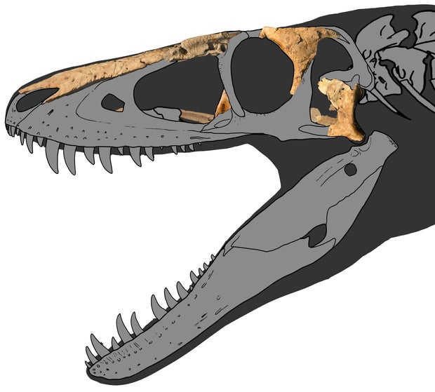 3a-khankhuuluu-withskull-bones-overlain-credit-to-jared-voris.jpg 