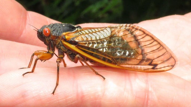 cicada-hand.jpg 