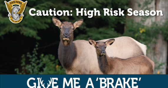 More than 3,500 crashes in Colorado caused by wildlife last year 
