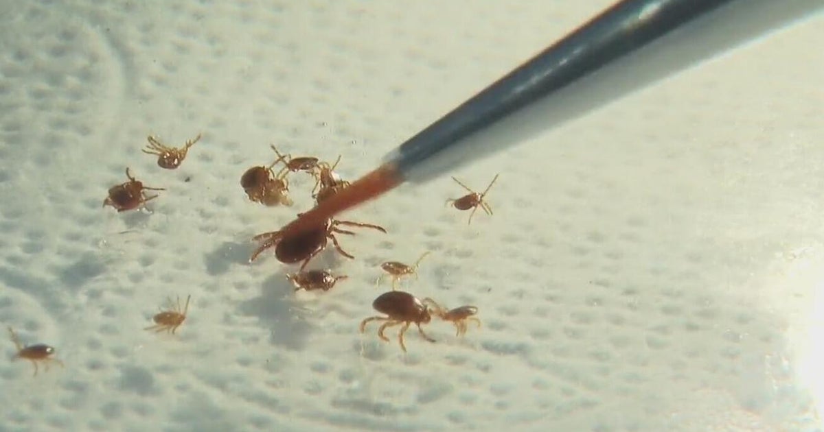 Asian longhorned ticks confirmed to be in Michigan, eight years after first seen in U.S.