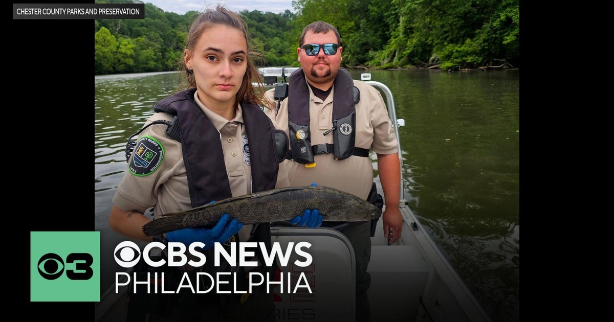 Invasive snakehead fish found in Pa. waterway: officials say to kill on ...