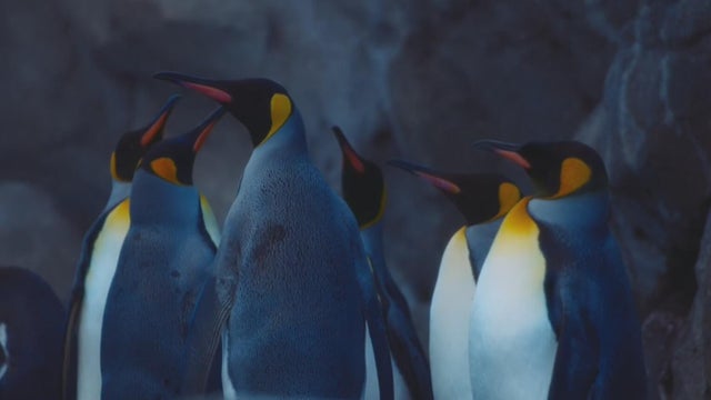 emperor-penguins.jpg 