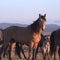 Nature: Horses in the Sierras