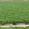 Migrant farm workers express concern about ICE raids