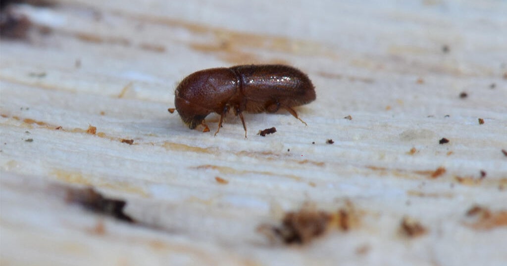 Marin County residents warned about invasive beetle targeting oak trees 