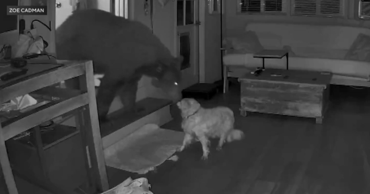 Security cameras capture moments black bear raids Monrovia kitchen 