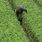 Migrant farm workers express fears of ICE raids