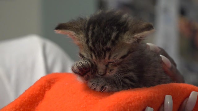 17-p-ll-kitten-voluntee-wforbpjj.jpg 