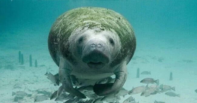 Court refuses to halt Florida manatee requirements 