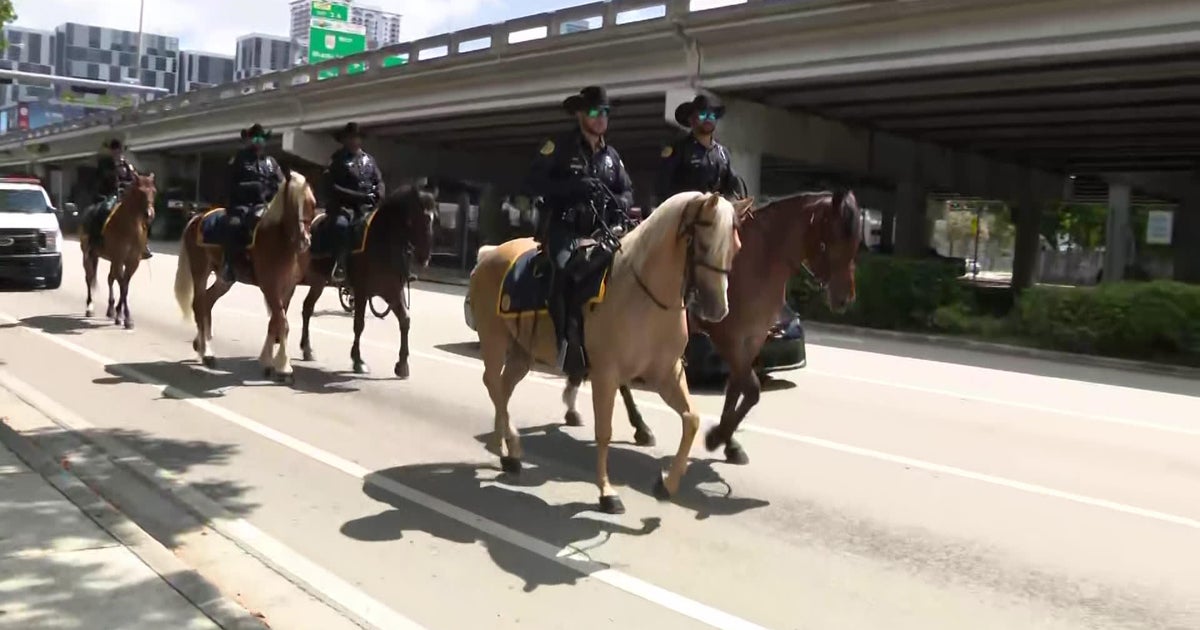 City of Miami Police introduce five new mounted patrol horses to strengthen community connection