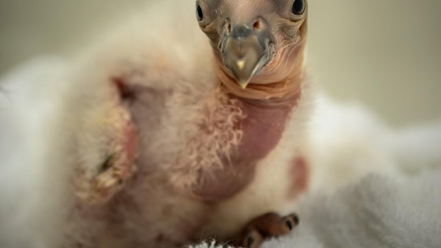 ca-condor-chick-la925-photo-by-jamie-pham-photo-courtesy-of-l-a-zoo.jpg 