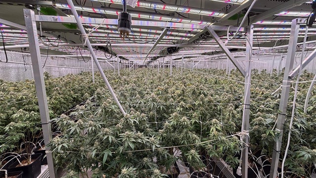federal-agents-and-army-raid-marijuana-operation-in-southern-californai.jpg 