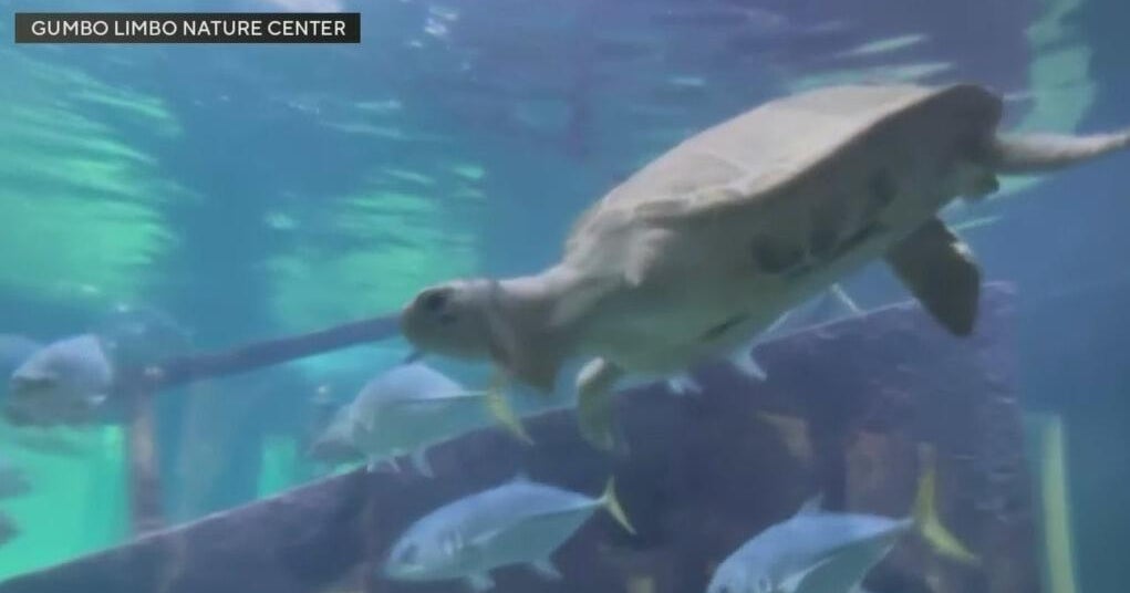 Turtle rehab program shut down at Gumbo Limbo Nature Center in Boca Raton