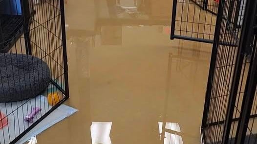 Metro Detroit animal shelter devastated by flooding after severe storms 